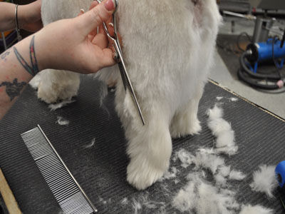 Pet Westie Trim